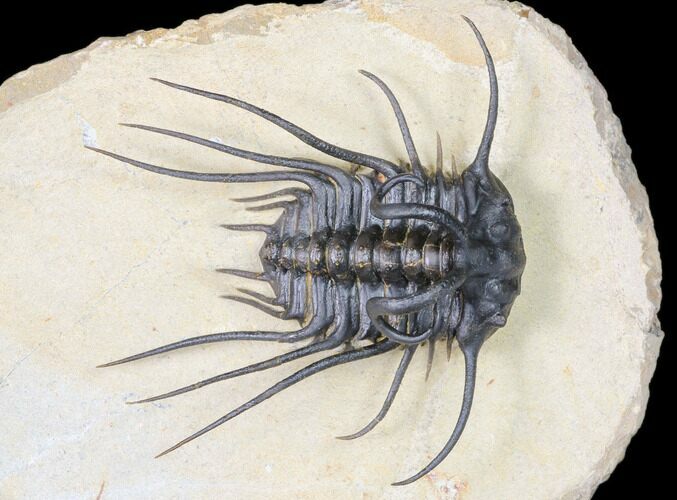 Dicranurus Trilobite - Free Standing Spines! #161339